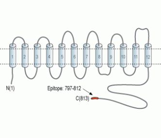 Na+/H+ Exchanger 2/NHE-2 Blocking Peptide