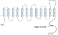 Anti-Na+/H+ Exchanger 4 (NHE-4) Antibody