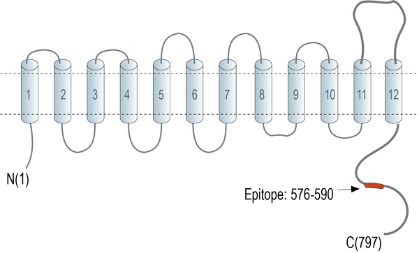 Anti-Na+/H+ Exchanger 4 (NHE-4) Antibody