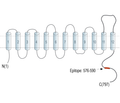 Na+/H+ Exchanger 4 (NHE-4) Blocking Peptide