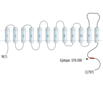 Na+/H+ Exchanger 4 (NHE-4) Blocking Peptide