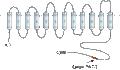 Anti-Na+/H+ Exchanger 5 (NHE-5) Antibody