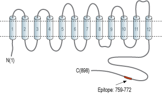 Anti-Na+/H+ Exchanger 5 (NHE-5) Antibody