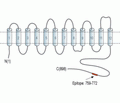 Na+/H+ Exchanger 5/NHE-5 Blocking Peptide