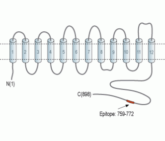 Na+/H+ Exchanger 5/NHE-5 Blocking Peptide