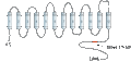 Anti-Na+/H+ Exchanger 6 (NHE-6) Antibody