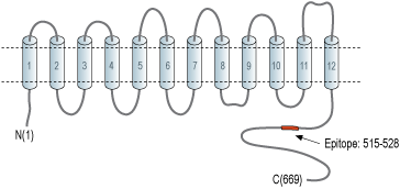 Anti-Na+/H+ Exchanger 6 (NHE-6) Antibody