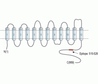 Na+/H+ Exchanger 6/NHE-6 Blocking Peptide