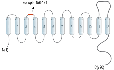 Anti-Na+/H+ Exchanger 7 (NHE7) (extracellular) Antibody
