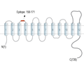 Na+/H+ Exchanger 7 (NHE7) (extracellular) Blocking Peptide
