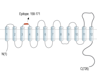 Na+/H+ Exchanger 7 (NHE7) (extracellular) Blocking Peptide