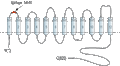 Anti-Na+/H+ Exchanger 1 (NHE-1) (extracellular) Antibody
