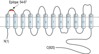 Anti-Na+/H+ Exchanger 1 (NHE-1) (extracellular) Antibody