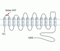 Na+/H+ Exchanger 1/NHE-1 (extracellular) Blocking Peptide