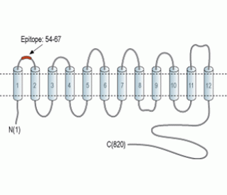 Na+/H+ Exchanger 1/NHE-1 (extracellular) Blocking Peptide