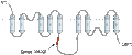 Anti-NCX1 (SLC8A1) Antibody