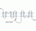 NCX1/SLC8A1 Blocking Peptide