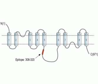 NCX1/SLC8A1 Blocking Peptide
