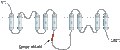 Anti-NCX2 (SLC8A2) Antibody