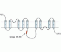 NCX2/SLC8A2 Blocking Peptide