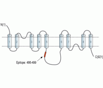 NCX2/SLC8A2 Blocking Peptide