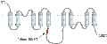 Anti-NCX3 (SLC8A3) Antibody