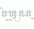 NCX3/SLC8A3 Blocking Peptide