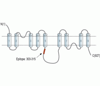 NCX3/SLC8A3 Blocking Peptide