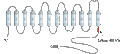 Anti-Na+/H+ Exchanger 3 (NHE-3) Antibody