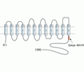 Na+/H+ Exchanger 3/NHE-3 Blocking Peptide