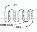 Orexin Receptor 1 Blocking Peptide