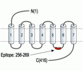 Orexin Receptor 1 Blocking Peptide