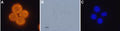 Anti-Orexin Receptor 1 Antibody