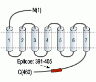 Orexin Receptor 2 Blocking Peptide