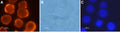Anti-Orexin Receptor 2 Antibody