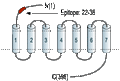 Anti-µ-Opioid Receptor (OPRM1) (extracellular) Antibody