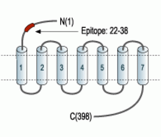 µ-Opioid Receptor/OPRM1 (extracellular) Blocking Peptide