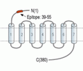 κ-Opioid Receptor/OPRK1 (extracellular) Blocking Peptide