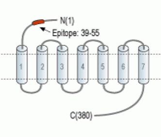 κ-Opioid Receptor/OPRK1 (extracellular) Blocking Peptide