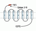 δ-Opioid Receptor/OPRD1 (extracellular) Blocking Peptide