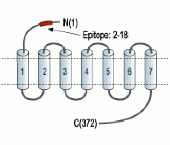 δ-Opioid Receptor/OPRD1 (extracellular) Blocking Peptide