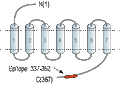 Anti-Nociceptin Receptor (OPRL1) Antibody