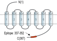 Anti-Nociceptin Receptor (OPRL1) Antibody