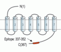 Nociceptin Receptor/OPRL1 Blocking Peptide