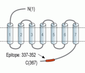 Nociceptin Receptor/OPRL1 Blocking Peptide