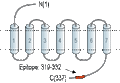 Anti-OXGR1/GPR99 Antibody