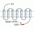 OXGR1/GPR99 Blocking Peptide