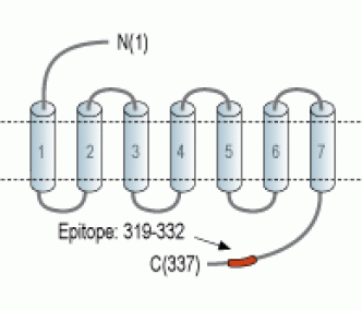 OXGR1/GPR99 Blocking Peptide