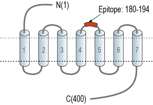 Anti-Opsin 3 (extracellular) Antibody