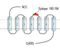 Opsin 3 (extracellular) Blocking Peptide